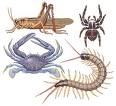 Los animales invertebrados