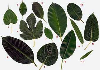LAS PLANTAS
